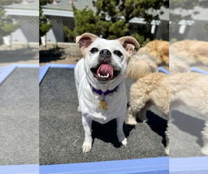 Jack Chi Dogs for adoption in Seal Beach, CA, USA