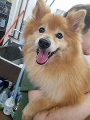 Pomeranian Dogs for adoption in Rathdrum, ID, USA