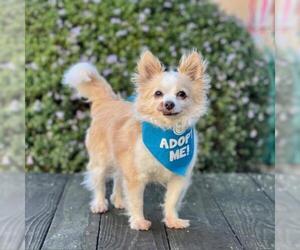 Pomeranian Dogs for adoption in Pacific Grove, CA, USA