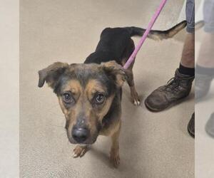 Black and Tan Coonhound Dogs for adoption in Decatur, IL, USA
