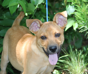 Carolina Dog-Labrador Retriever Mix Dogs for adoption in Helotes, TX, USA