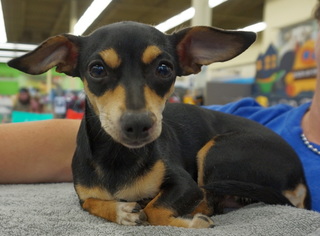 Chiweenie Dogs for adoption in White Bluff, TN, USA