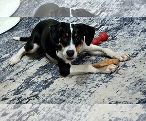 Mutt Dogs for adoption in Woodbury, NY, USA