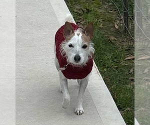 Border Terrier-Chihuahua Mix Dogs for adoption in Princeton, MN, USA