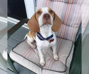 Basset Hound Dogs for adoption in Pendleton, NY, USA