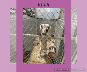 American Pit Bull Terrier-Unknown Mix Dogs for adoption in Kewanee, IL, USA