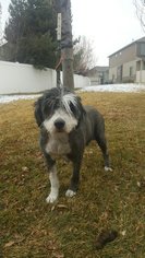 Old English Sheepdog Dogs for adoption in Salt Lake City, UT, USA