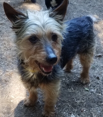 Australian Terrier Dogs for adoption in Olalla, WA, USA