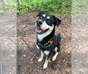 Huskies -Labrador Retriever Mix Dogs for adoption in Anchorage, AK, USA