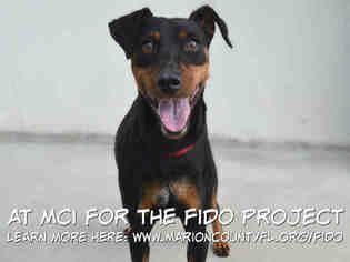 Miniature Pinscher Dogs for adoption in Ocala, FL, USA