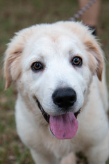 Golden Pyrenees Dogs for adoption in Spring, TX, USA