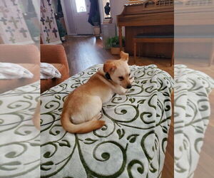 Mutt Dogs for adoption in Evansville, IN, USA