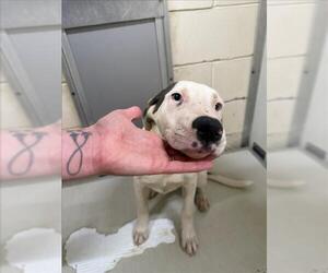 Labrador Retriever-Unknown Mix Dogs for adoption in Mobile, AL, USA