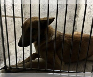 Australian Kelpie-Unknown Mix Dogs for adoption in Louisville, KY, USA