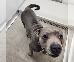 Mutt Dogs for adoption in Temple, TX, USA