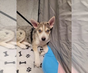 Siberian Husky-Unknown Mix Dogs for adoption in Gretna, NE, USA