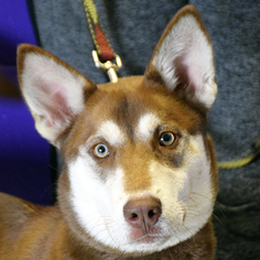 Medium Photo #1 Alaskan Husky-Unknown Mix Puppy For Sale in Huntley, IL, USA
