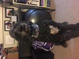 Poodle (Standard) Dogs for adoption in Anchorage, AK, USA