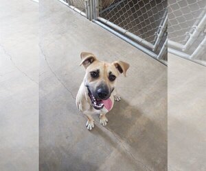 Mutt Dogs for adoption in Chinook, MT, USA