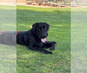 Labrador Retriever-Unknown Mix Dogs for adoption in San Diego, CA, USA