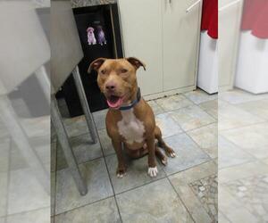 American Pit Bull Terrier Dogs for adoption in Starke, FL, USA
