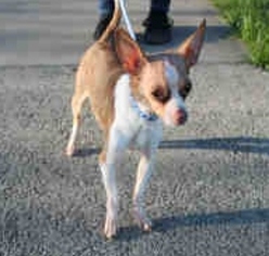 Chihuahua-Unknown Mix Dogs for adoption in Morgan Hill, CA, USA