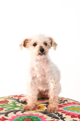 Maltipoo Dogs for adoption in St. Louis Park, MN, USA