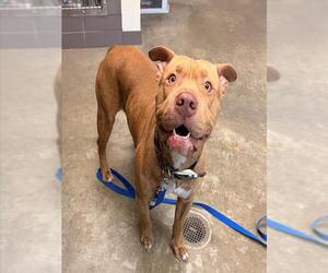 American Pit Bull Terrier-Unknown Mix Dogs for adoption in Waterford, VA, USA