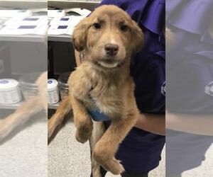 Labrador Retriever-Unknown Mix Dogs for adoption in Conroe, TX, USA