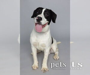 Mutt Dogs for adoption in Foristell, MO, USA