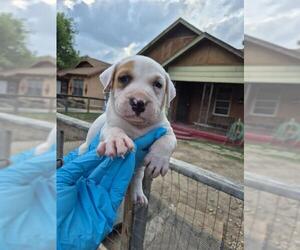 American Staffordshire Terrier-Unknown Mix Dogs for adoption in San Antonio, TX, USA