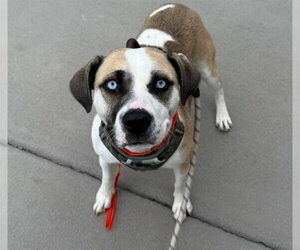 Siberian Husky-Unknown Mix Dogs for adoption in Pueblo, CO, USA