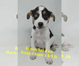 Australian Shepherd-Boxer Mix Dogs for adoption in pomfret, CT, USA