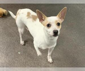 Chihuahua-Unknown Mix Dogs for adoption in Springfield, MA, USA