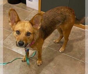 Pembroke Welsh Corgi Dogs for adoption in Menifee, CA, USA