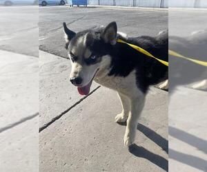 Siberian Husky Dogs for adoption in Bakersfield, CA, USA