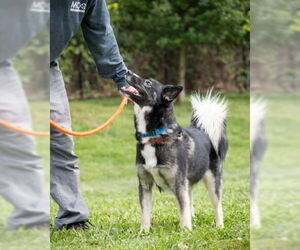 - Mix Dogs for adoption in Derwood, MD, USA