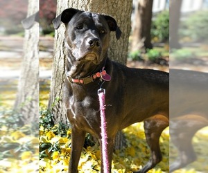 American Staffordshire Terrier-Labrador Retriever Mix Dogs for adoption in Delaplane, VA, USA