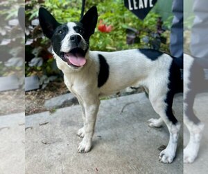 Mutt Dogs for adoption in Clarkesville, GA, USA