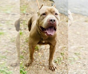 Small American Pit Bull Terrier Mix