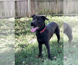 Labrador Retriever-Unknown Mix Dogs for adoption in Royse City, TX, USA