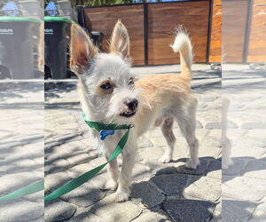 Mutt Dogs for adoption in Corona, CA, USA