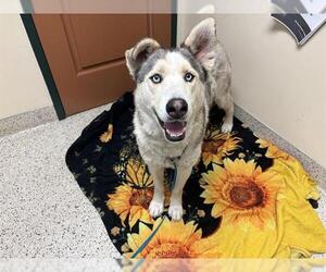 Siberian Husky-Unknown Mix Dogs for adoption in Pasadena, CA, USA