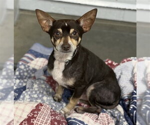 Chihuahua-Unknown Mix Dogs for adoption in Conroe, TX, USA