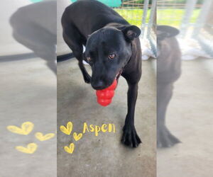 American Staffordshire Terrier-Labrador Retriever Mix Dogs for adoption in Monte Vista, CO, USA