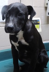Bulloxer Dogs for adoption in Chester, SC, USA