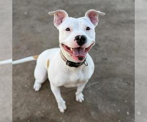 Mutt Dogs for adoption in Modesto, CA, USA