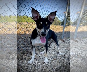 Basenji-Rat Terrier Mix Dogs for adoption in Pleasanton, TX, USA