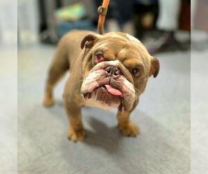 Bulldog Dogs for adoption in Long Beach, CA, USA
