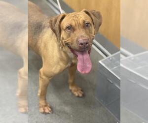 Labrador Retriever-Unknown Mix Dogs for adoption in Forestville, MD, USA